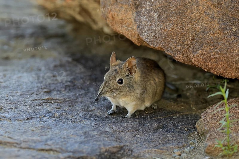 Short-eared elephant shrew (Macroscelides probosideus), adult, foraging, Mountain Zebra National Park, Eastern Cape, South Africa