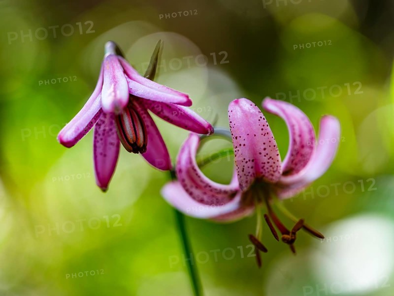 Turk's cap lily (Lilium martagon), Jenner, Berchtesgaden National Park, Schönau am Königssee, Berchtesgadener Land, Upper Bavaria, Bavaria, Germany