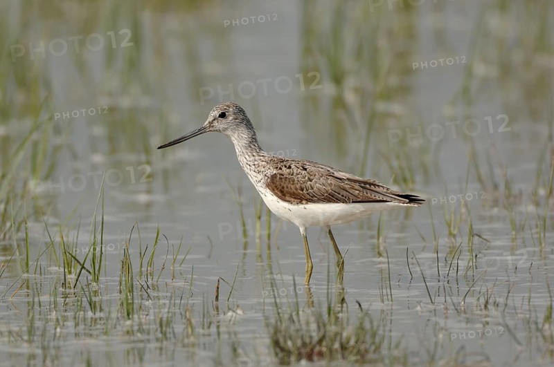 Green legs, upward curved bill... Greenshank (Tringa nebularia) in the shallows of a flooded meadow, native nature, Lake Neusiedl, Ilmitz, Lange Lacke, Burgenland, Hungary, Austria, Western Europe