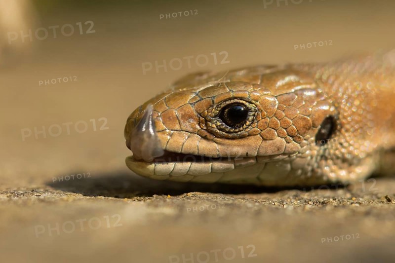 Common lizard (Zootoca vivipara) adult reptile licking its lips on a wooden sleeper, England, United Kingdom