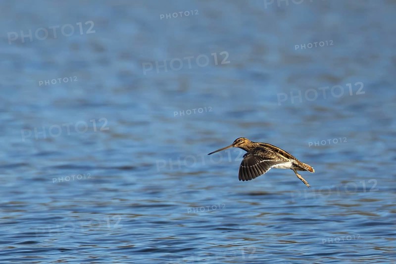 Common snipe (Gallinago gallinago) adult bird in flight over a lake, England, United Kingdom