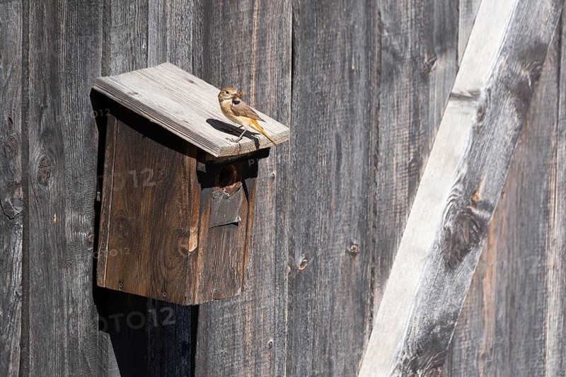 A redstart (Phoenicurus phoenicurus) female sits on a birdhouse and has insects in her beak, animal photo, bird, bird species, nature photo, wildlife, fauna, Morter, Latsch, Italy