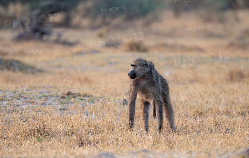 Bear baboon (Papio ursinus) in dry meadow, Third Bridge, Okavango Delta, Moremi Game Reserve, Botswana