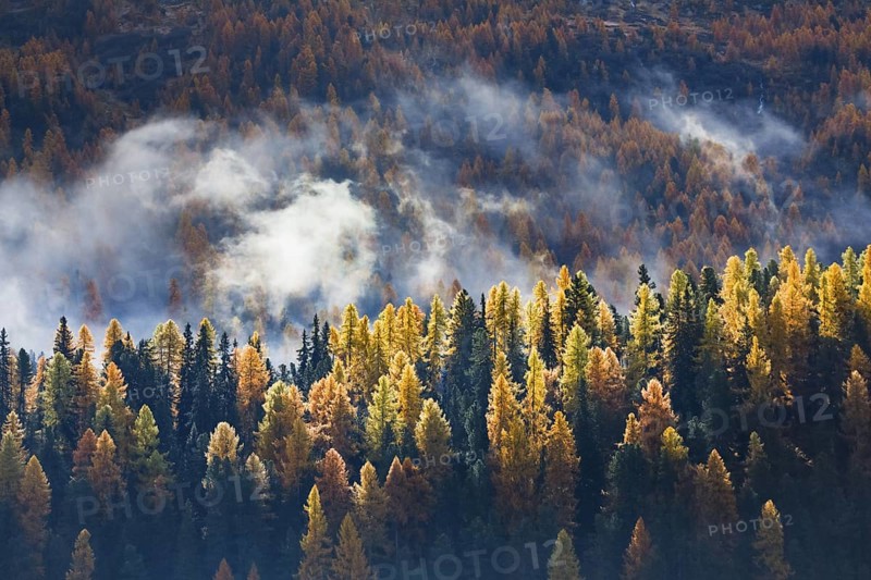 Coniferous forest with larches and spruces interspersed with fog, Engadin, Canton Graubünden, Switzerland