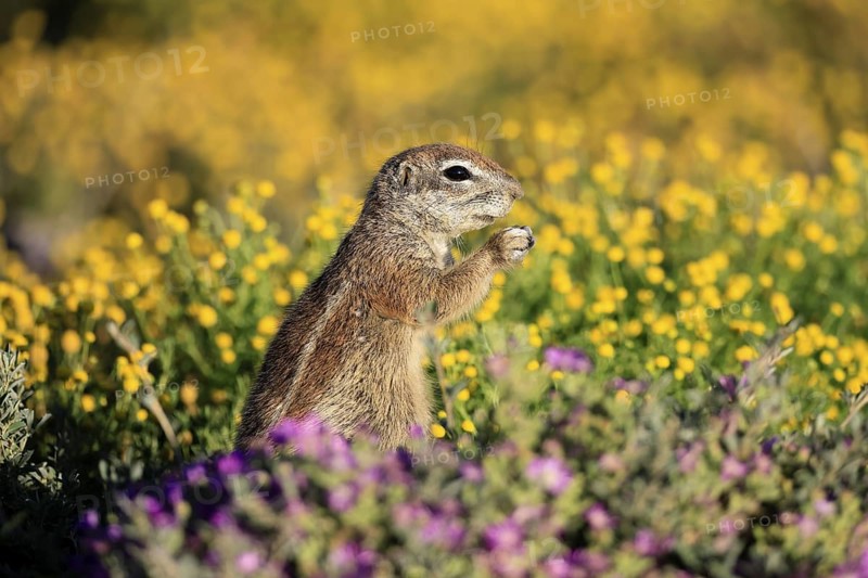 Cape bristle-thighed squirrel (Xerus inauris), adult, standing upright, feeding, flower meadow, Mountain Zebra National Park, Eastern Cape, South Africa