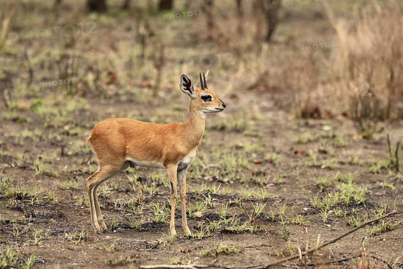 Steenbok (Raphicerus campestris), adult, male, foraging, vigilant, dwarf antelope, Kruger, Kruger National Park, South Africa