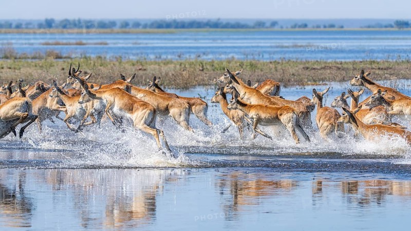 Red Lechwe herd, Kobus leche, running for crossing the Chobe river. Wild antelopes in natural habitat action, showing water crossing and agile movement. Chobe National Park, Botswana