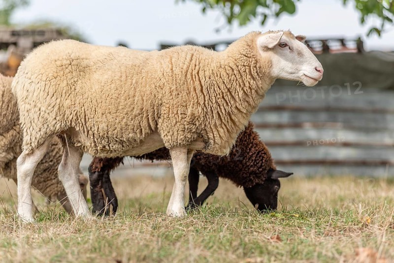 Een wit schaap staat rustig in een veld, terwijl een bruin schaap onder het witte schaap in het grass aan het grazen is. Bas Rhin, Alsace, France