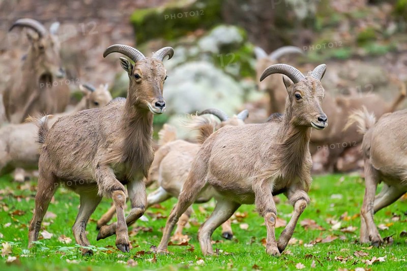 Barbary sheep (Ammotragus lervia) rams running over a meadow, Bavaria, Germany