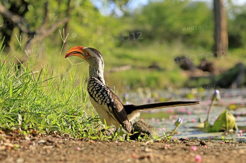 Southern Yellow-billed Hornbill (Tockus leucomelas), Red-ringed Hornbill, adult, on ground, alert, foraging, Kruger, Kruger National Park, South Africa