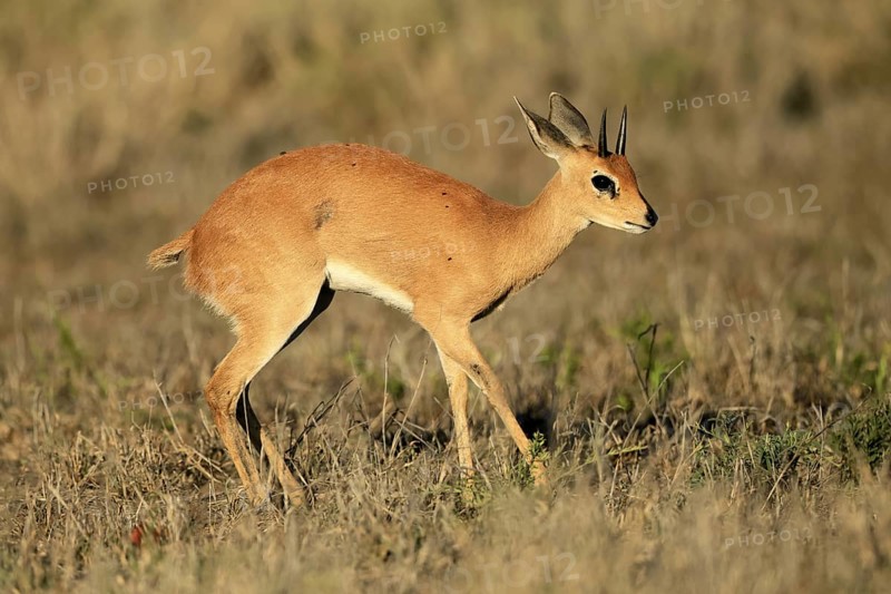 Steenbok (Raphicerus campestris), adult, male, foraging, vigilant, dwarf antelope, Kruger, Kruger National Park, South Africa