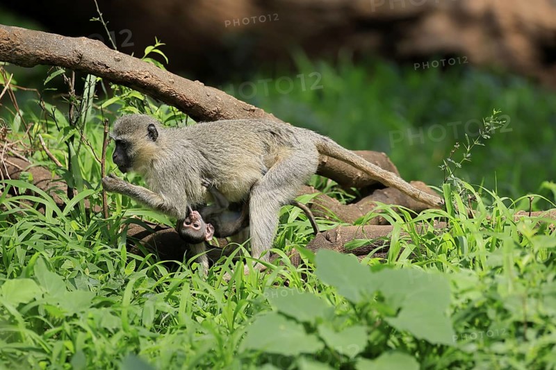 Vervet Monkey (Chlorocebus pygerythrus), mother, female, adult, kitten, baby, together, sheltered, foraging, Kruger, Kruger National Park, South Africa