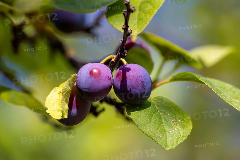 Ripe plums on the tree in the garden