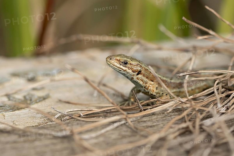 Common lizard (Zootoca vivipara) adult reptile on a wooden sleeper, England, United Kingdom