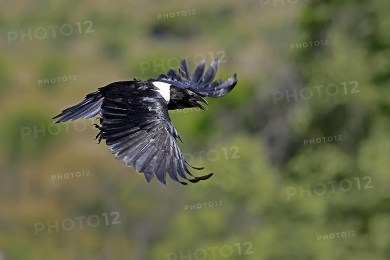 Shield raven (Corvus albus), adult, flying, calling, Mountain Zebra National Park, South Africa