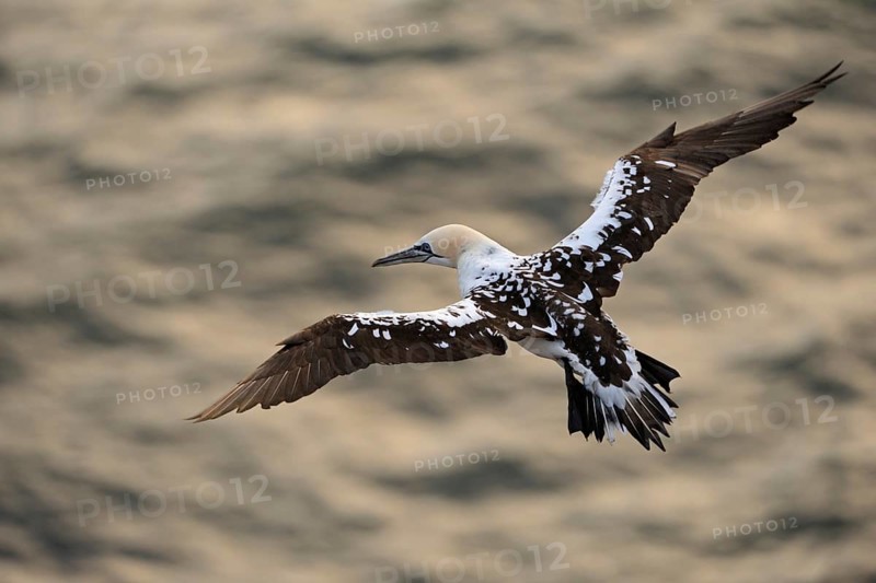 Golden light... Northern gannet (Morus bassanus), already older young bird in flight over the water of the North Sea near Heligoland, gliding seemingly effortlessly, weightlessly through the air while hunting for fish, top view, beautiful plumage structures, black and white juvenile plumage, typical seabird, bird of the open sea, Aufischt, beautiful soft light, wildlife, native nature, Heligoland, Schleswig-Holstein, Germany, Western Europe