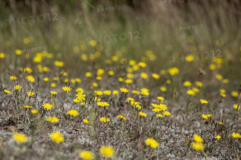 Hawkweed (Hieracium), Emsland, Lower Saxony, Germany