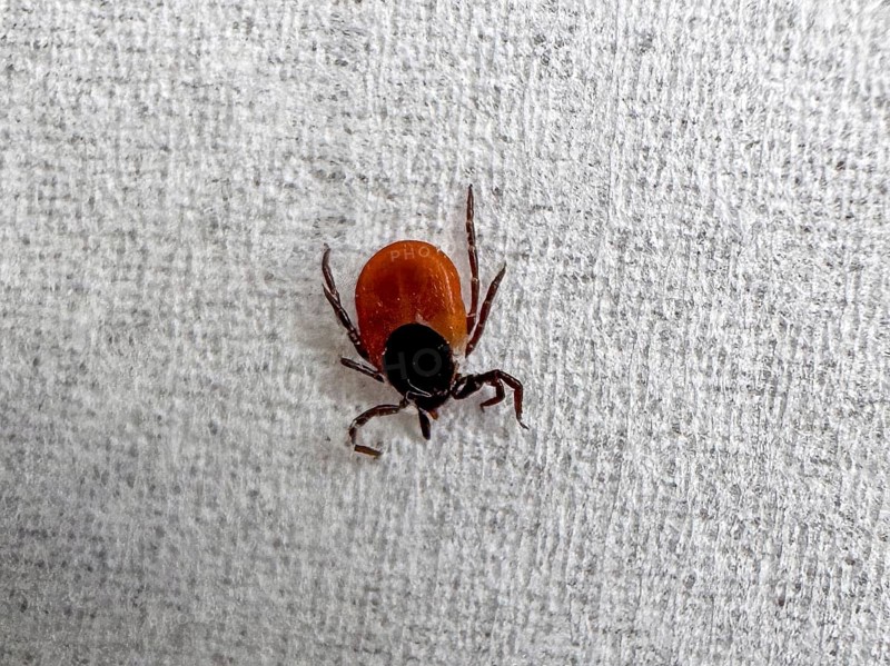 Extreme close-up of Castor Bean Tick (Ixodes ricinus) female shield tick after tick bite with complete removal from skin for determination of tick species placed on paper pulp paper, Baden-Württemberg, Germany