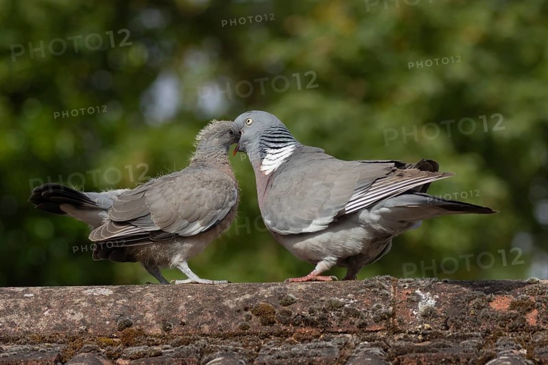 Wood pigeon (Columba palumbus) two birds with a juvenile squab bird being fed by an adult parent bird on an urban house rooftop, England, United Kingdom