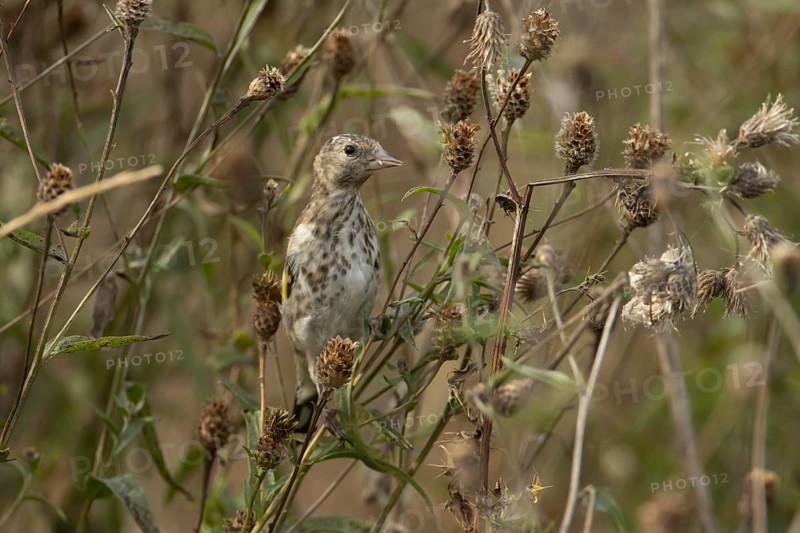 European goldfinch (Carduelis carduelis) juvenile bird on a Knapweed seed head, England, United Kingdom