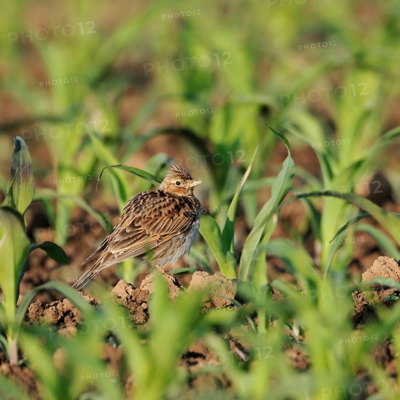 In young maize... Skylark (Alauda arvensis), well-known native songbird, typical character bird of open fields, suffers from the large-scale monocultures of intensive agriculture, highly endangered field and meadow breeder, Lower Rhine, Rhineland, North Rhine-Westphalia, Germany, Western Europe