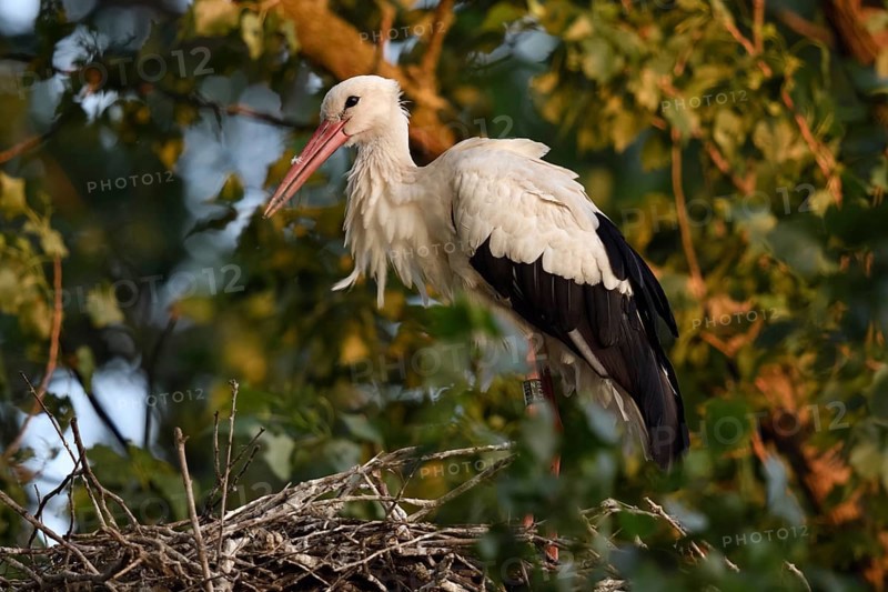 High up in the poplars... White stork (Ciconia ciconia) on its nest in the trees, young adult bird stands in its natural eyrie in the early morning light, waiting for its mate, stork ringed in the Netherlands, Meerbusch, Rhein-Kreis Neuss, North Rhine-Westphalia, Rhineland, Germany, Western Europe