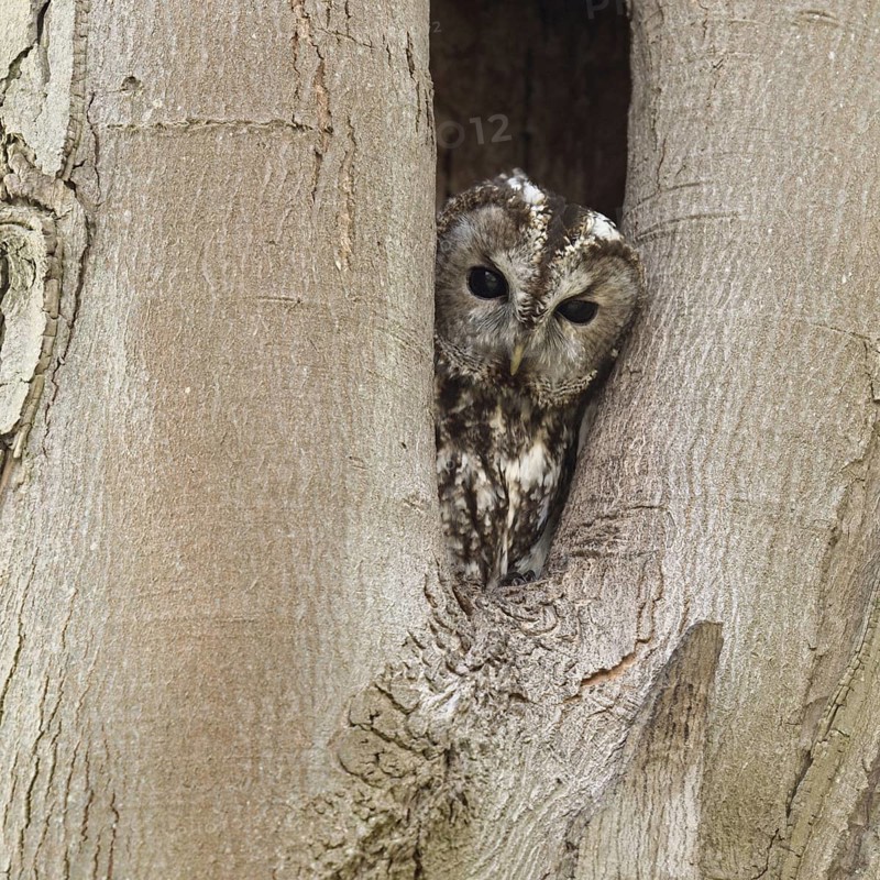 Who's looking... Tawny owl (Strix aluco), native, generally known owl looks out of its natural cave, tree cave, breeding cave, looks after the right, checks surroundings, control view, native nature, Rhineland, North Rhine-Westphalia, Germany, Western Europe