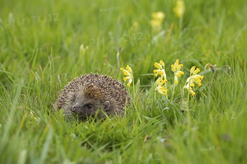 European hedgehog (Erinaceus europaeus) adult animal in a spring meadow with a flowering Cowslip, Suffolk, England, United Kingdom