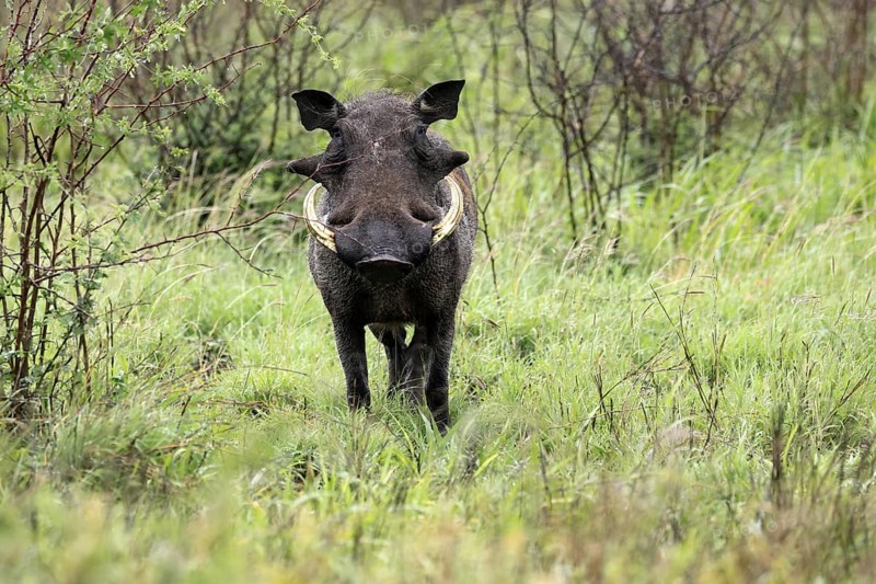 Warthog (Phacochoerus africanus), adult, male, foraging, alert, Kruger, Kruger National Park, South Africa