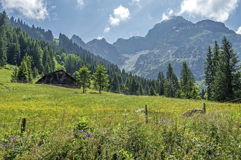 Meadow in bloom with Äußere Widderstein Alpe, behind Großer Widderstein, Bärgunttal, near Baad, Kleinwalsertal, Vorarlberg, Austria