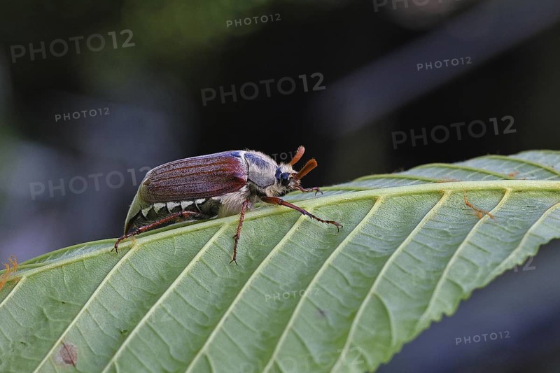 May beetle, wood cockchafer (Melolontha hippocastani), male, on leaf of a horse chestnut (Aesculus hippocastanum), close-up, Wilnsdorf, North Rhine-Westphalia, Germany