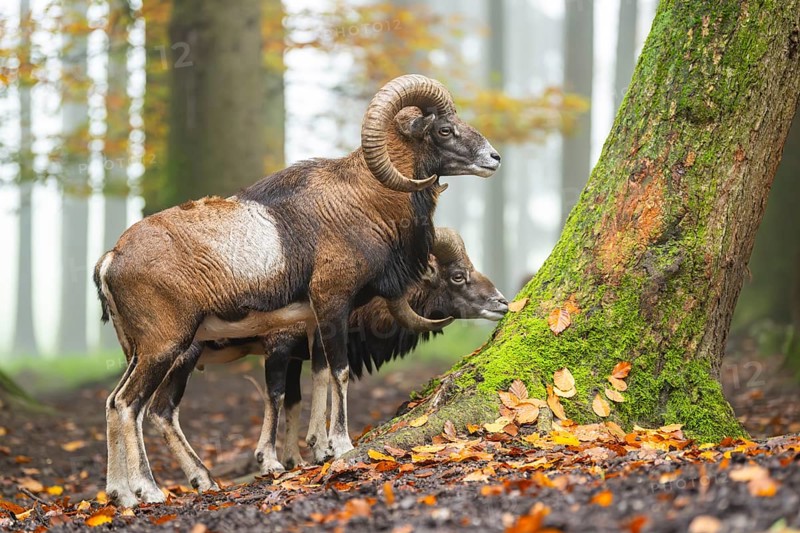 European mouflon (Ovis aries musimon) ram (male) standing in a forest in autumn, Bavaria, Germany