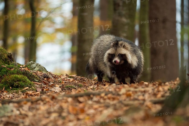Food opportunist... Raccoon dog (Nyctereutes procyonoides), highly adaptable carnivore, omnivore with a broad food spectrum, predominantly herbivore, spreading in Germany and almost all of Europe, original home East Asia, newcomer, immigrant species, presumably captive escapee from fur farming, neozoon, neozoan, potentially invasive species, Germany, Western Europe, Western Europe