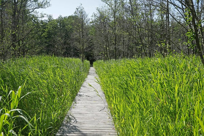 Trees, reeds, hiking trail, footbridge, Darßer Ort, Born a. Darß, National Park Vorpommersche Boddenlandschaft, Mecklenburg-Vorpommern, Germany