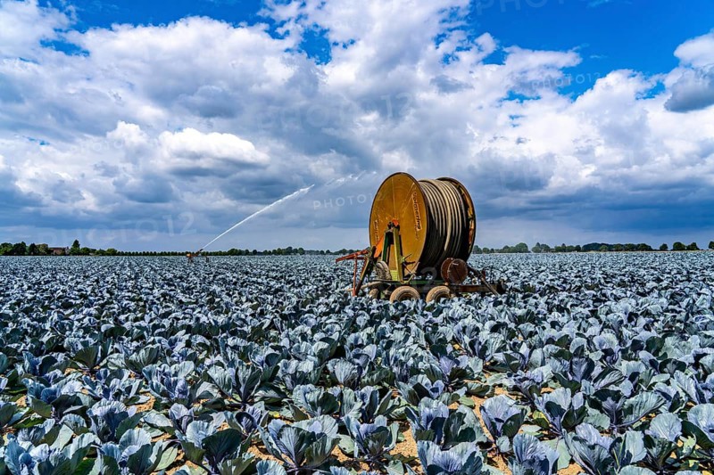 Agriculture, artificial irrigation of a field, irrigation system, cabbage cultivation, red cabbage, near Kempen on the Lower Rhine, North Rhine-Westphalia, Germany
