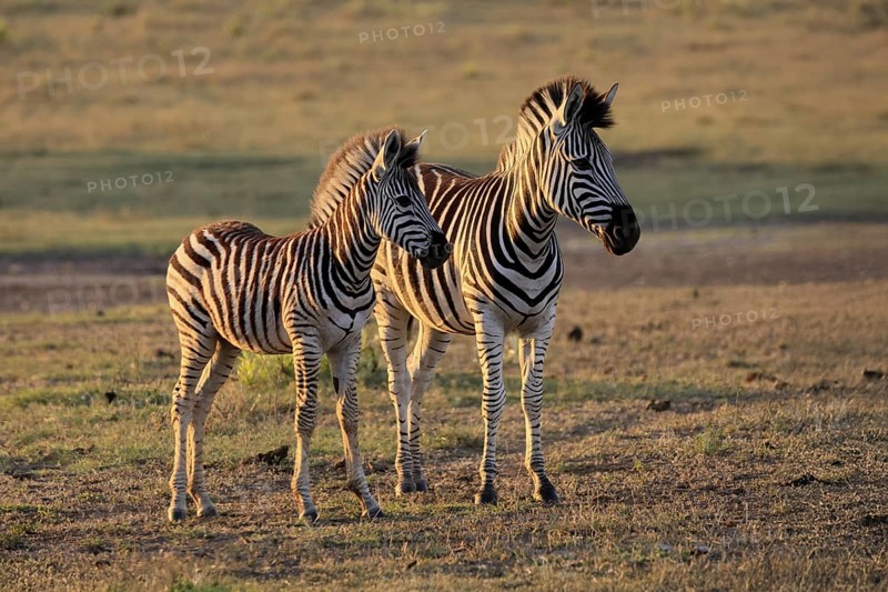 Burchell's zebra (Equus quagga burchelli), Burchell's zebra, adult, half-grown juvenile, two animals, Kruger, Kruger National Park, South Africa