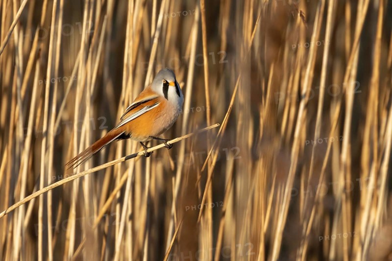 Bearded tit or reedling (Panurus biarmicus) adult male bird in a reedbed, Norfolk, England, United Kingdom