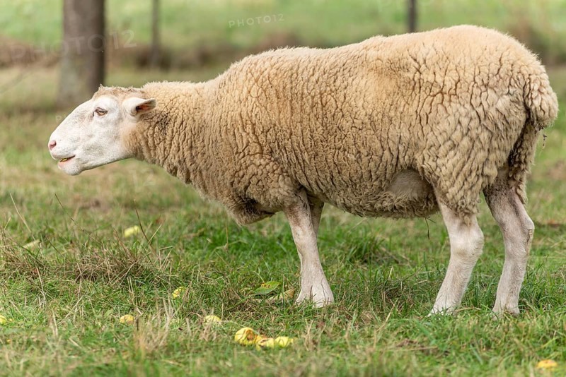 Het schaap staat op groen gras met gevallen appels. The roof is beige and white, with a white kale head. De omgeving is een landschap met bomen. Bas Rhin, Alsace, France