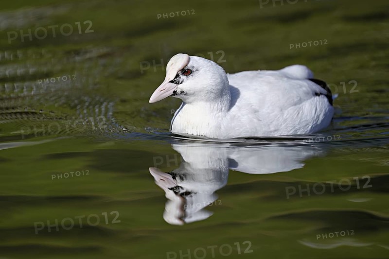 Eurasian Coot (Fulica atra), leucistic, partly albino, swimming, Lake Zug, Switzerland