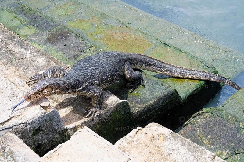 Asian Water Monitor (Varanus salvator) coming out of the water and climbing dock steps, Malacca, Malaysia