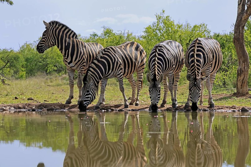 Burchell's zebra (Equus quagga burchelli), Burchell's zebra, adult, group, at water, waterhole, drinking, Kruger, Kruger National Park, South Africa