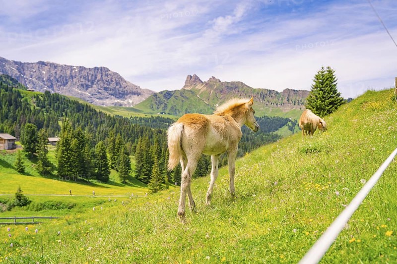 Foal grazing on a green meadow in front of picturesque mountains under a blue sky, hike to the Schlehrn, Alpe di Siusi, Dolomites, South Tyrol, Italy