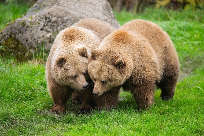 Eurasian Brown Bears (Ursus arctos arctos) walking on a meadow, Bavaria, Germany