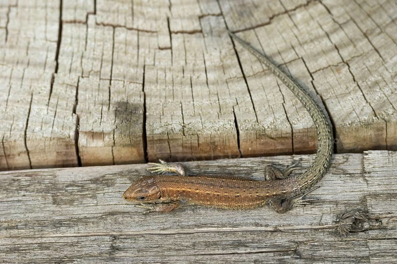 Common lizard (Zootoca vivipara) adult reptile resting on a wooden sleeper, England, United Kingdom