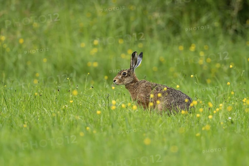 European hare (Lepus europaeus), Vulkaneifel, Rhineland-Palatinate, Germany