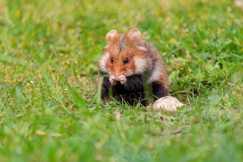 A European hamster (Cricetus cricetus) cleans its snout in a green meadow on a cloudy day