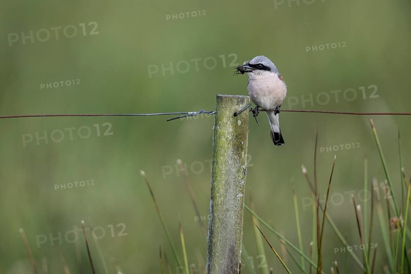 Red-backed shrike (Lanius collurio), Emsland, Lower Saxony, Germany