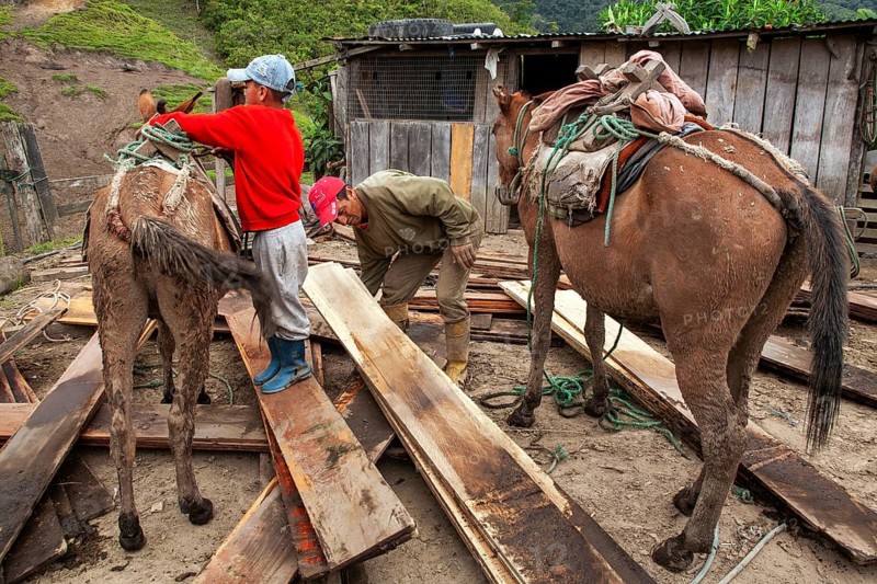 Draft horses and man, Man unloading a draft horse loaded with planks, Imbabura province, Ecuador, South America