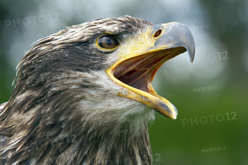 Black chested buzzard, Geranoaetus melanoleucus, Immature female perched on a tree, Open beak, Close-up, Imbabura province, Ecuador, South America