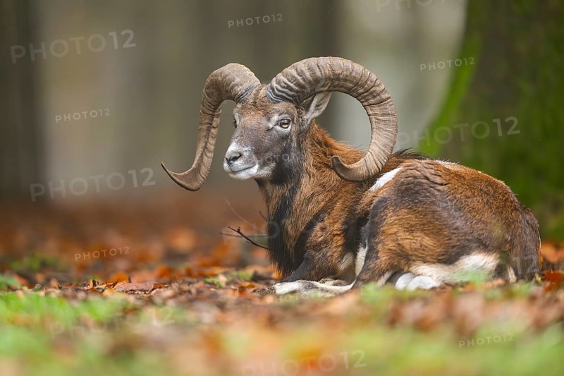 European mouflon (Ovis aries musimon) ram (male) lying in a forest in autumn, Bavaria, Germany